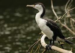 Australian Pied Cormorant