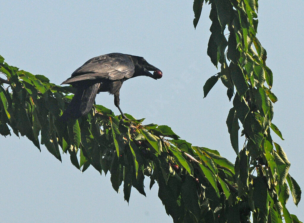 Carrion Crow