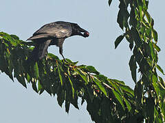 Carrion Crow