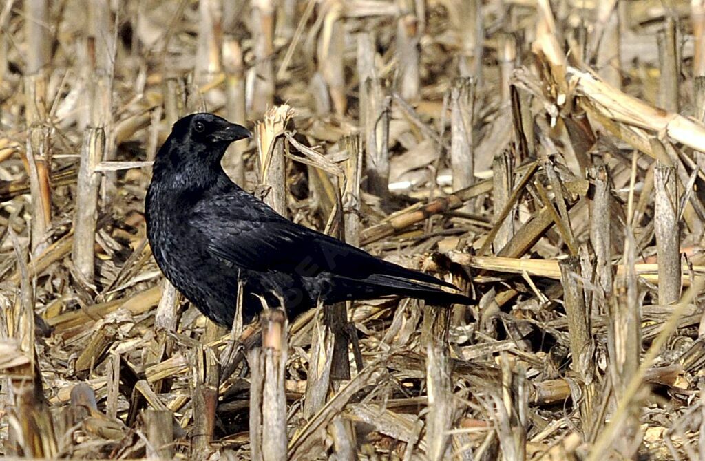 Carrion Crow