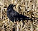 Corneille noire