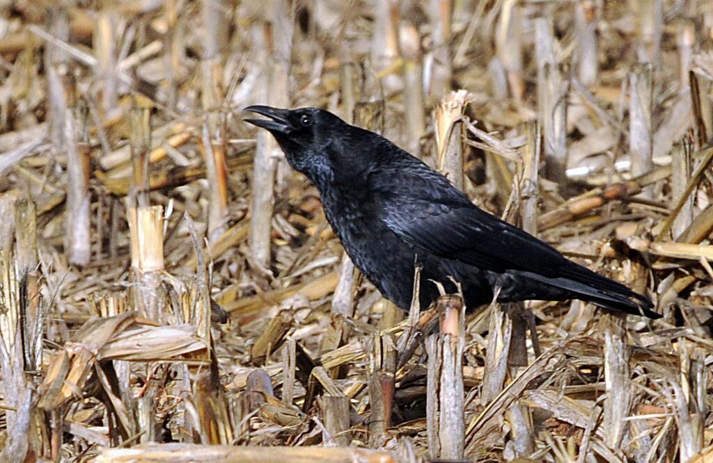 Carrion Crow