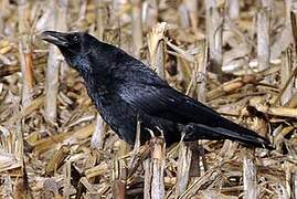 Carrion Crow