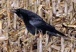 Carrion Crow