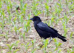 Carrion Crow