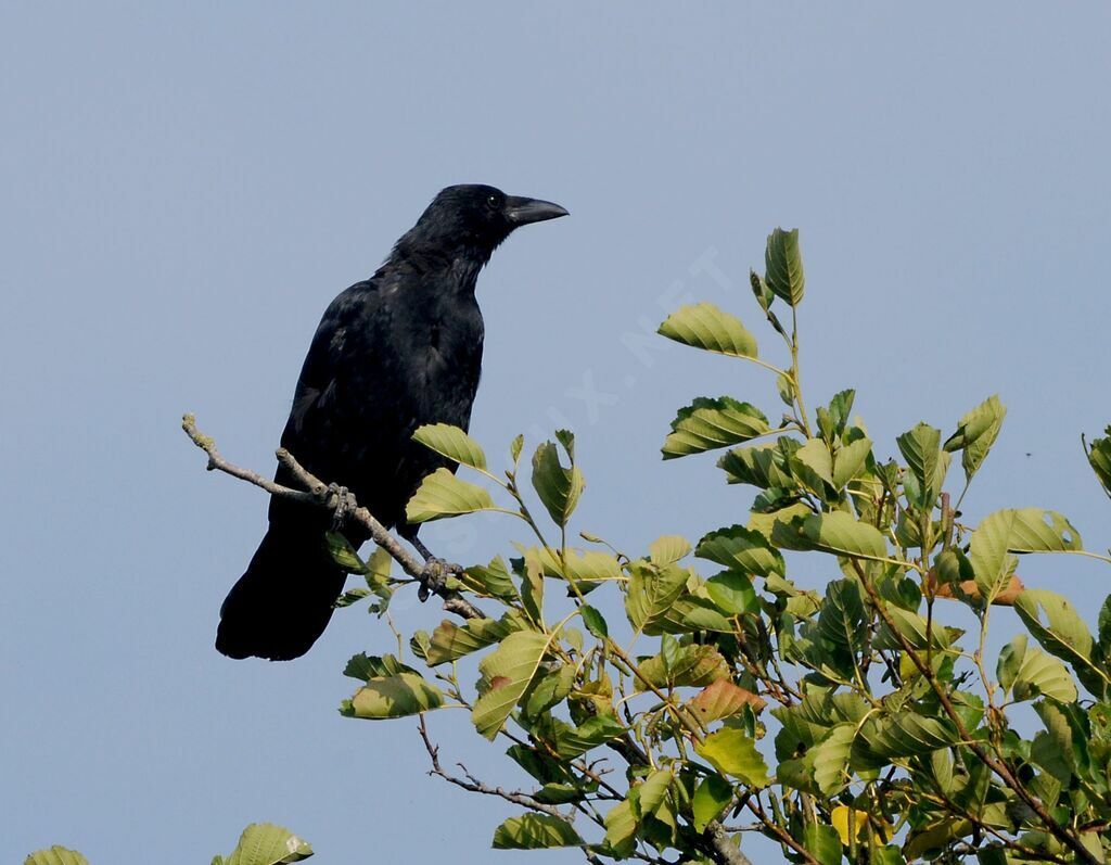 Carrion Crow