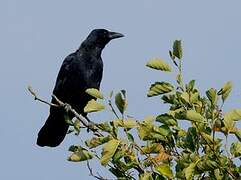 Carrion Crow