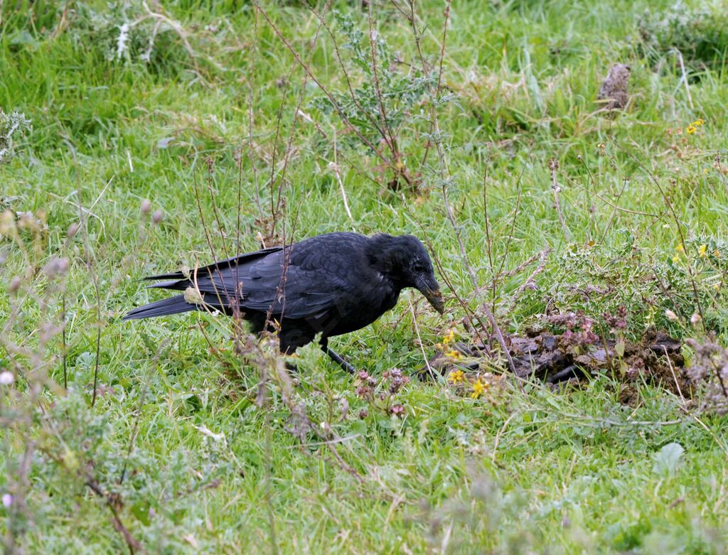 Carrion Crow