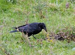 Carrion Crow