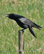 Carrion Crow