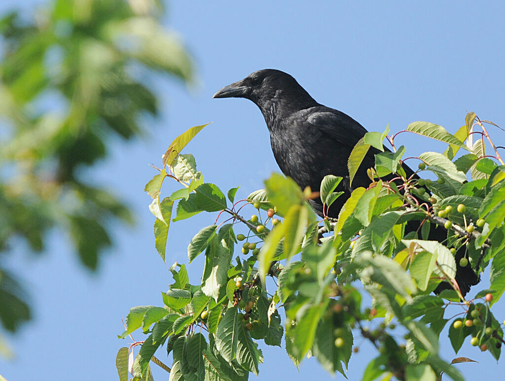 Carrion Crow