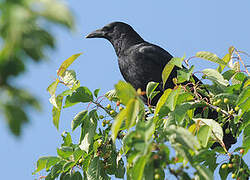 Carrion Crow