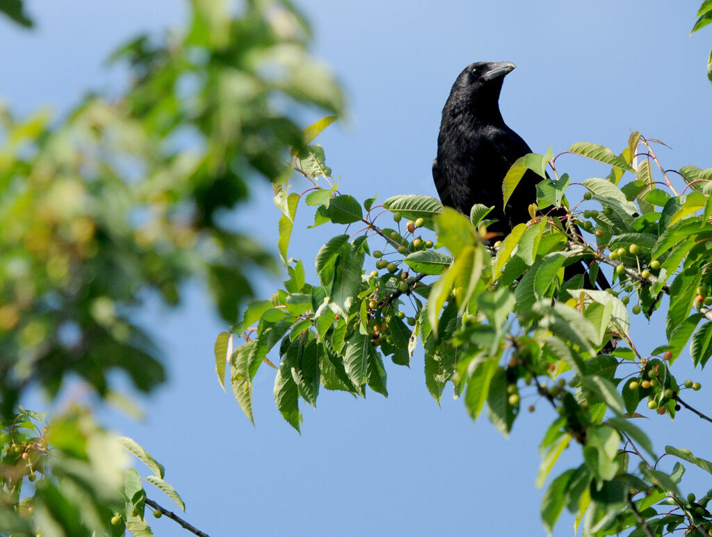 Carrion Crow