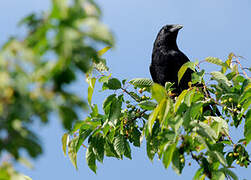 Carrion Crow