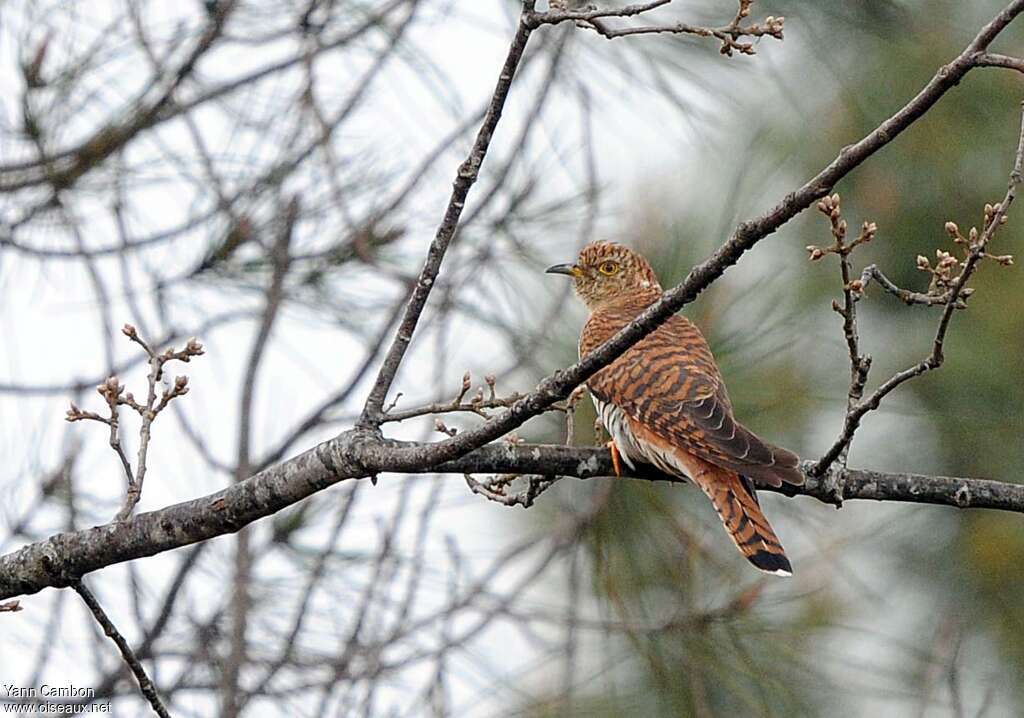 Common Cuckoo female adult, identification, pigmentation