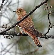 Common Cuckoo