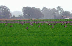 Eurasian Curlew