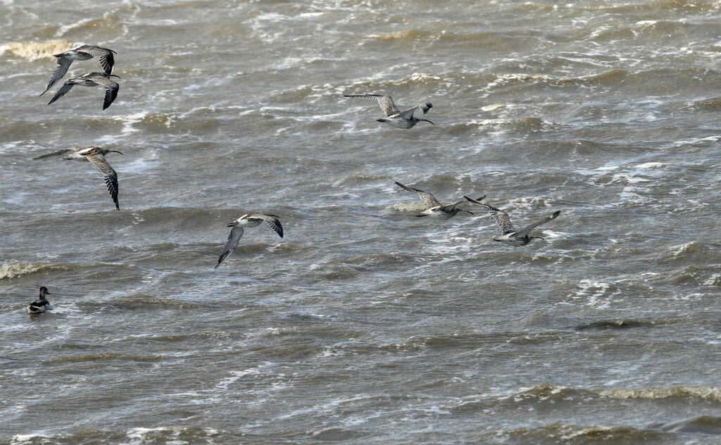 Eurasian Curlew