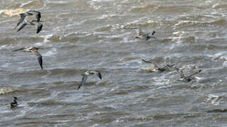 Eurasian Curlew