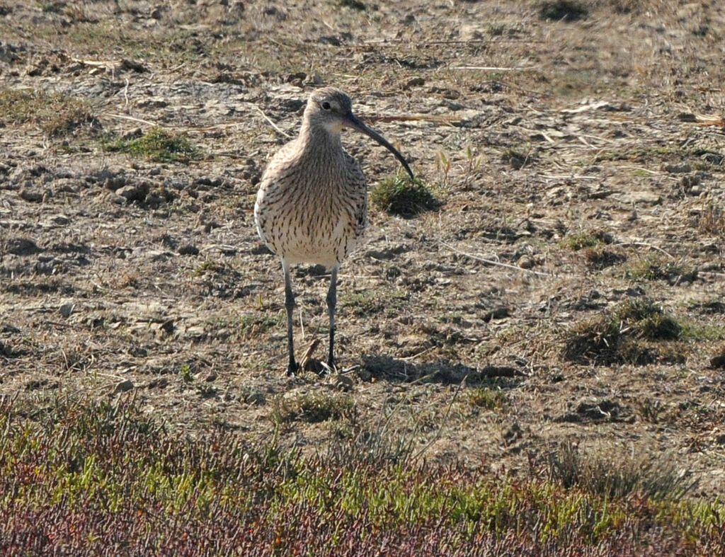 Eurasian Curlew