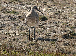 Eurasian Curlew