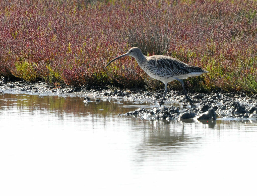 Eurasian Curlew