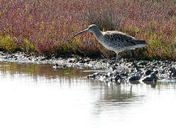 Eurasian Curlew