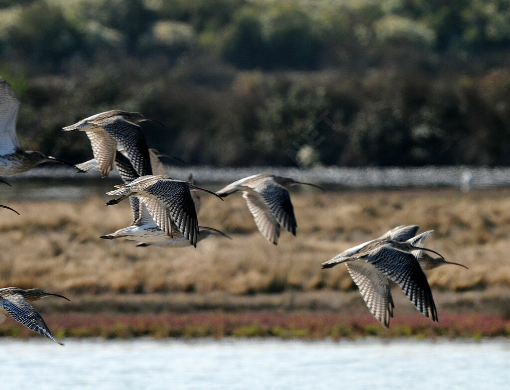 Eurasian Curlew