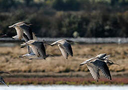 Eurasian Curlew