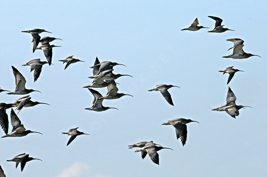 Eurasian Curlew