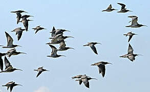 Eurasian Curlew