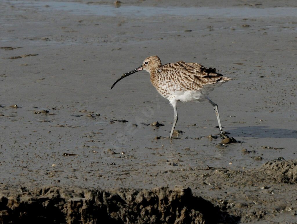 Eurasian Curlew