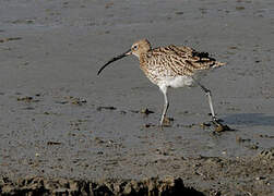 Eurasian Curlew