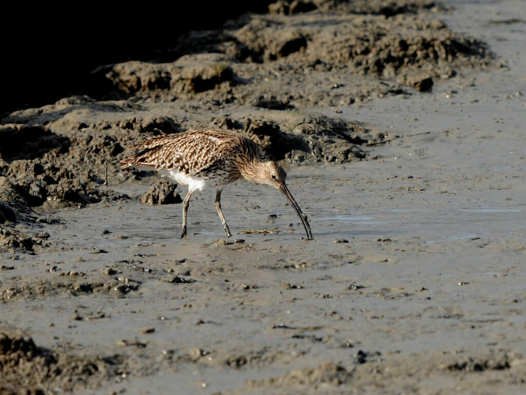 Eurasian Curlew