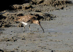 Eurasian Curlew