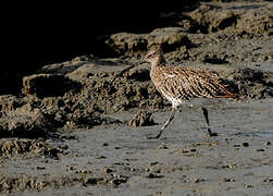 Eurasian Curlew