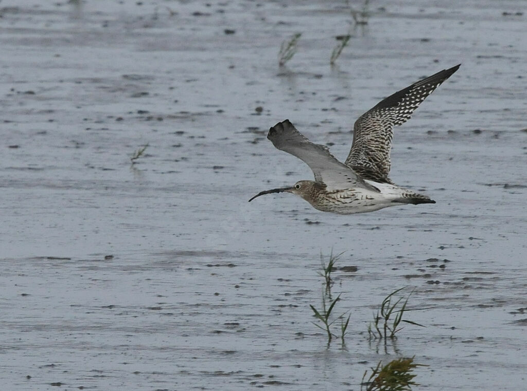 Eurasian Curlew