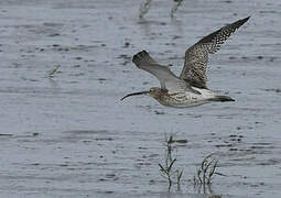 Eurasian Curlew