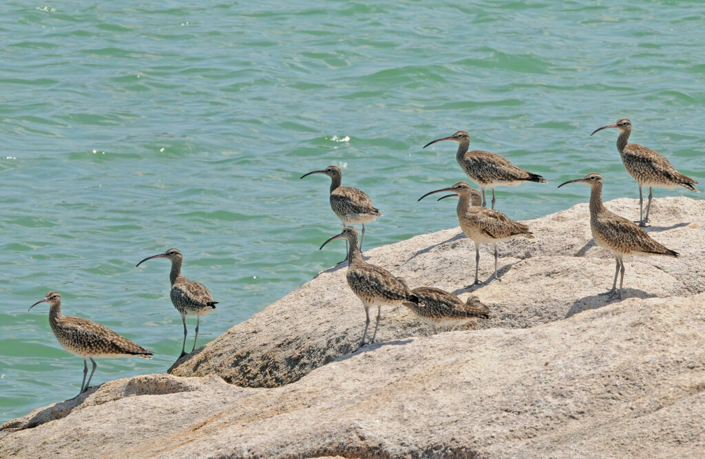 Eurasian Whimbrel