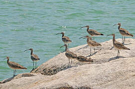 Eurasian Whimbrel