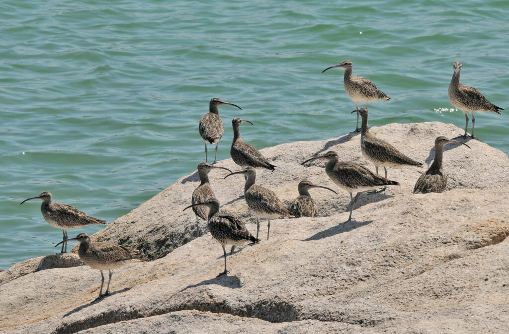 Whimbrel