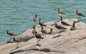 Eurasian Whimbrel