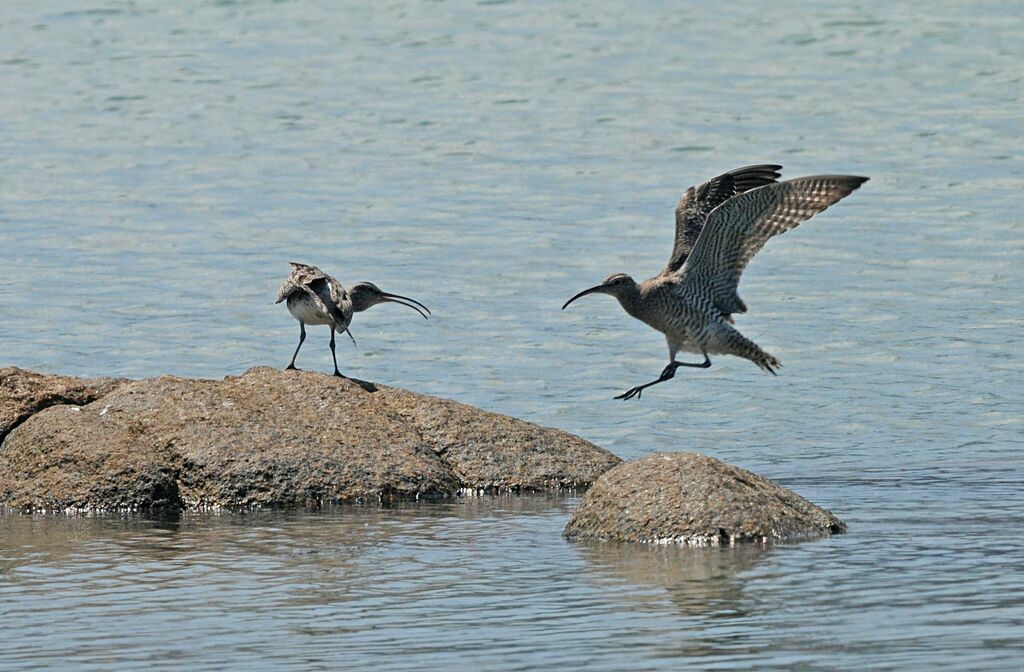 Whimbrel