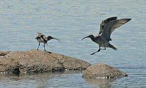 Eurasian Whimbrel