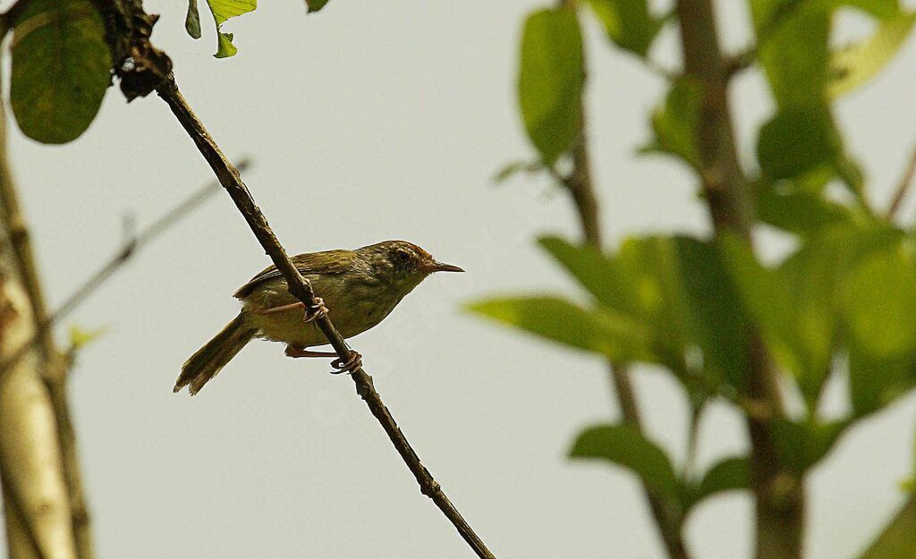 Mountain Tailorbird, identification