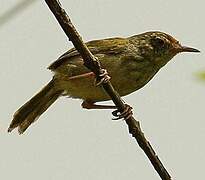 Mountain Tailorbird