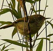 Mountain Tailorbird