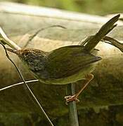 Mountain Tailorbird