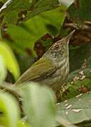 Mountain Tailorbird