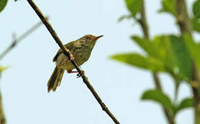 Mountain Tailorbird